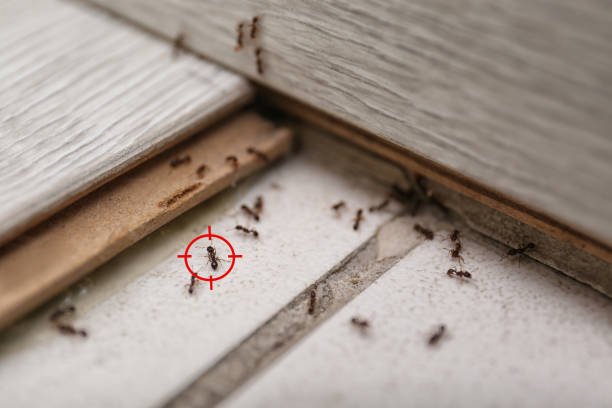 Best Termite Control Services  in Sardinia, OH